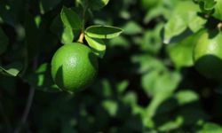 Adana’da Limonun Bahçede Kilogramı 6-12 Lira