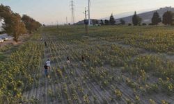 Ayçiçek tarlaları fotoğraf stüdyosuna döndü