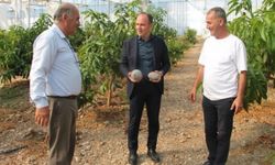 Erzin'de avokado ve mango üretimi bölge ekonomisine nasıl katkı sağlıyor