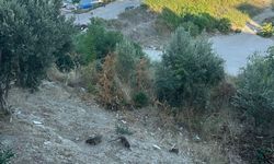 Adana Karataş’ta Restoran Çevresindeki Firavun Fareleri Turistlerin Odak Noktası Oldu