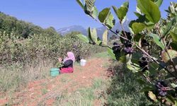 Hatay Amanos Dağlarında Aronya Hasadı Neden Bu Kadar Değerli