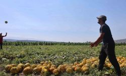 Hatay Antakya'da kavun hasadı gecikti