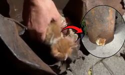 Osmaniye’de Soba Kovasına Sıkışan Yavru Kedi İtfaiye Tarafından Kurtarıldı