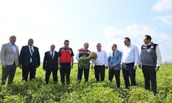 Osmaniye’de Yer Fıstığında İlk Hasat Heyecanı