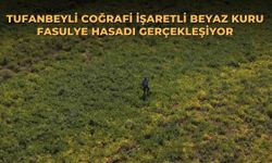 Tufanbeyli coğrafi işaretli beyaz kuru fasulye hasadı gerçekleşiyor