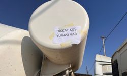 Yavru kuşların zarar görmemesi için mikser şoförü önlemler aldı