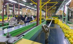 Yurt Dışına Satılan Limonda Pestisit Kontrolleri Sürüyor