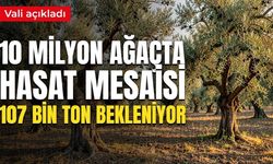 10 milyon ağaçta hasat mesaisi