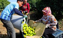 Adana'da 2026 Yılı Mandalina Hasadı Ne Zaman Ve Hangi Fiyatlarla Başladı