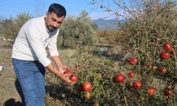 Arsuz'daki Nar Bahçelerini Vuran Dolu Felaketi Gerçekleşti
