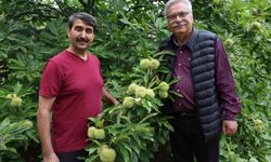 Bin 200 Rakımda Kestane Üretiminde Yüksek Verim