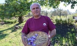 Bir Saksıyla Başlayan Safran Serüveni