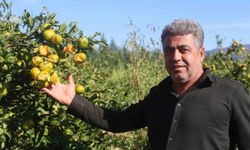 Ceviz büyüklüğündeki dolu tarım arazilerini vurdu