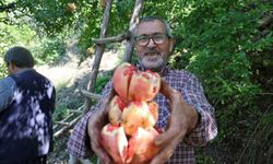 Coğrafi İşaretli Kuytucak Narında Hasat Başladı