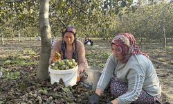 Çukurova’nın Yeni Gelir Kapısı Ceviz!