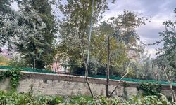 Osmaniye'de zeytinler budanıyor, verim artıyor