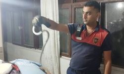 Hatay Dörtyol ve Belen İlçelerinde Yılanlar Yerleşim Yerlerine İndi