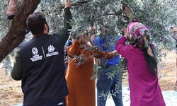 Hatay'daki Zeytin Üreticilerine Hangi Mesleki Eğitimler Veriliyor