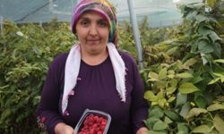İlk Kez Yetiştirdiği Meyveyi 500 Liradan Satıyor