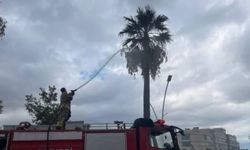 İskenderun'da Yıldırım İsabet Eden Ağaçtaki Yangın Söndürüldü