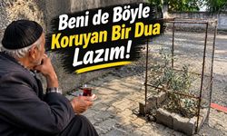 Osmaniye’de zeytin fidanına 'zırhlı' koruma!