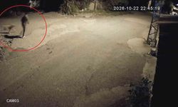 Motosikletle Gelip Köpeği Çalan Hırsızlara Tepki