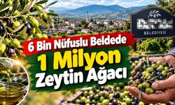 Nüfusu 6 bin ama Osmaniye'de zeytinin 1 milyonu bu beldede