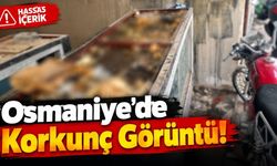 Osmaniye Alibeyli’de Pes Dedirten Manzara