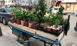 Osmaniye’de Bu Çiçekler Sokağın Rengini Değiştirdi
