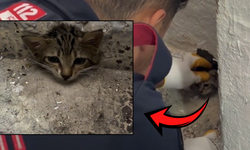 Osmaniye'de Su Giderine Sıkışan Yavru Kediyi İtfaiye Kurtardı
