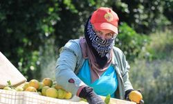Savaş Sebebiyle İhracat Durdu, Fiyatlar Çakıldı