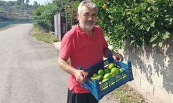 Toprakkaleli üretici sezonun ilk limonunu topladı "Kabuğunu bile ziyan etmeyiz"