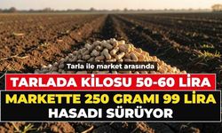 Osmaniye'de hasat başladı: Tarlada 60, markette 400 lira