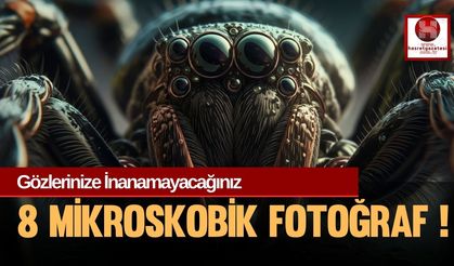 Gözlerinize İnanamayacağınız 8 Mikroskobik Fotoğraf