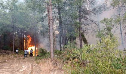 Osmaniye Sumbas'ta Orman Yangını