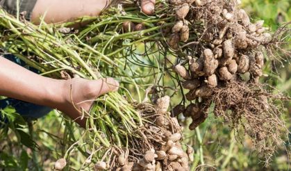 2025 Osmaniye’de Rekolte Artışı Bekleniyor: Binlerce Aile Geçimini Bu Üründen Sağlıyor!