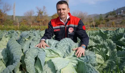 Hasanbeyli’de Ata Tohumuyla Yetiştirilen Lahanalarda Bereketli Hasat