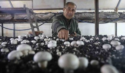 Ahırda Başladı, 3 Çadırla Büyüdü