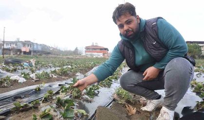 Çilek bahçesi selle su altında kaldı