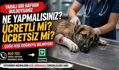 Osmaniye'de Yaralı Sokak Hayvanı Bulunca Ne Yapılmalı? Özel Veteriner Ücret Alır mı?