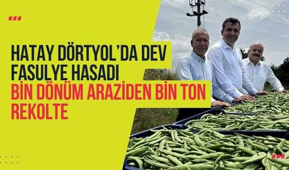 Hatay Dörtyol’da Dev Fasulye Hasadı: Bin Dönüm Araziden Bin Ton Rekolte