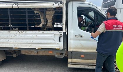 Osmaniye'de Kurban Bayramı Öncesi Sıkı Hayvan Sevkiyatı Denetimi