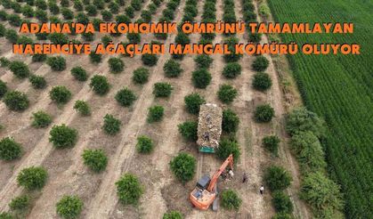 Adana'da Ekonomik Ömrünü Tamamlayan Narenciye Ağaçları Mangal Kömürü Oluyor