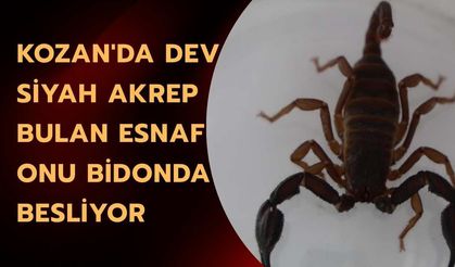Kozan'da Dev Siyah Akrep Bulan Esnaf Onu Bidonda Besliyor