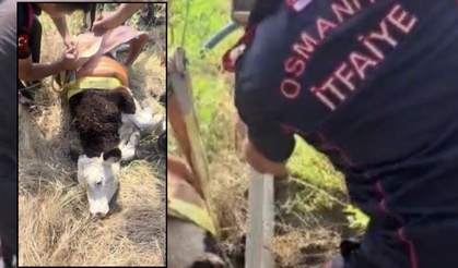 Osmaniye'de Su Kuyusuna Düşen Buzağıyı İtfaiye Kurtardı