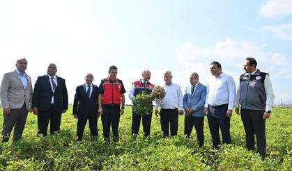Osmaniye'de yer fıstığı hasadında yüksek verim çiftçinin yüzünü güldürdü