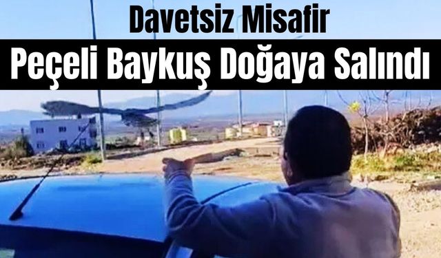 Davetsiz Misafir Peçeli Baykuş Doğaya Salındı