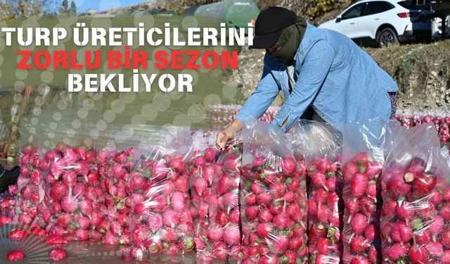 Kadirli'de Turp Hasadı Başladı: Rekolte Düşüşte