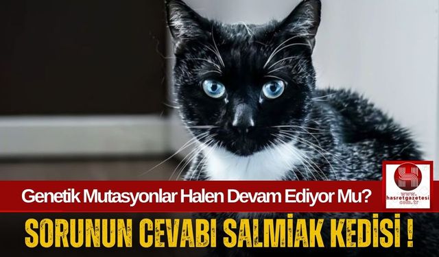 Salmiak Kedisi Bilim Dünyasını Şaşkına Çevirdi!