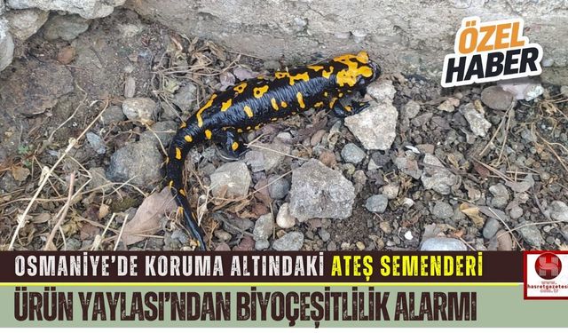 Osmaniye Ürün Yaylası’nda Ateş Semenderi Şaşkınlığı